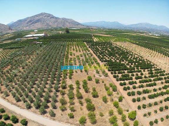 Αγροτεμάχια 5.500 τ.μ. προς πώληση, Αργολίδα, Άργος