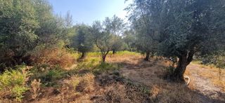 Άλλο 5.049 τ.μ. για πώληση, Μεσσηνία, Ιθώμης-thumb-3
