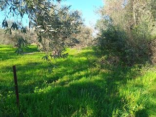 Αγροτεμάχια 2.000 τ.μ. για πώληση, Εύβοια, Αιδηψός-thumb-5