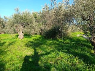 Αγροτεμάχια 2.000 τ.μ. για πώληση, Εύβοια, Αιδηψός-thumb-7