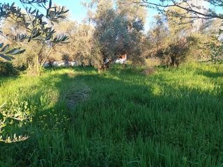 Αγροτεμάχια 2.000 τ.μ. για πώληση, Εύβοια, Αιδηψός-thumb-15
