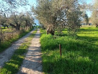 Αγροτεμάχια 2.000 τ.μ. για πώληση, Εύβοια, Αιδηψός-thumb-6