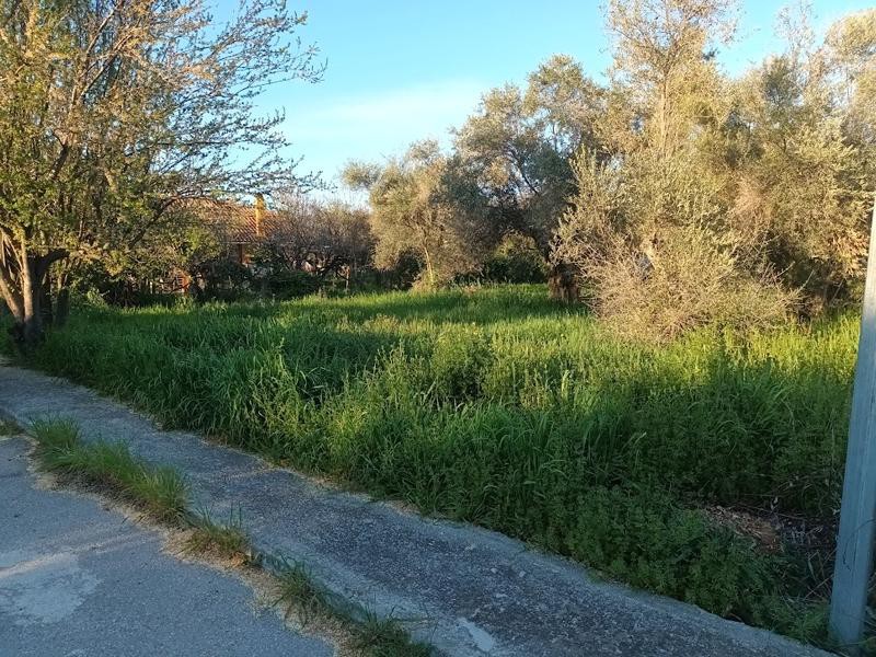 Αγροτεμάχια 2.000 τ.μ. προς πώληση, Αγιόκαμπος Αιδηψού