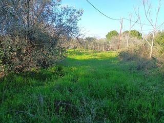 Αγροτεμάχια 2.000 τ.μ. για πώληση, Εύβοια, Αιδηψός-thumb-4
