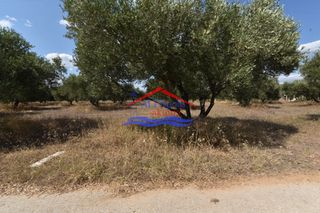 Αγροτεμάχια 2.000 τ.μ. για πώληση