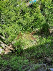 Αγροτεμάχια 7.000 τ.μ. για πώληση