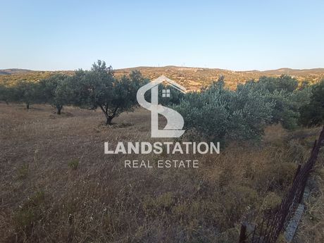 Αγροτεμάχια 7.500τ.μ. για πώληση-Στύρα » Τσακαίοι