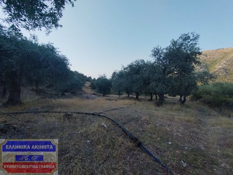 Αγροτεμάχια 2.000τ.μ. για πώληση-Θάσος