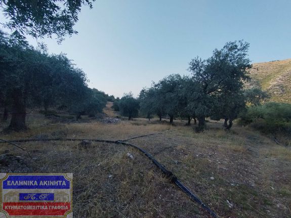 Αγροτεμάχια 2.000 τ.μ. για πώληση, Ν. Καβάλας, Θάσος