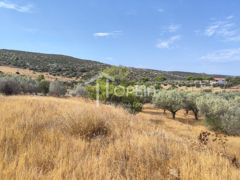 Οικόπεδο 8.000 τ.μ. πρός πώληση, Αττική - Υπόλοιπο, Παλαιά Φώκαια