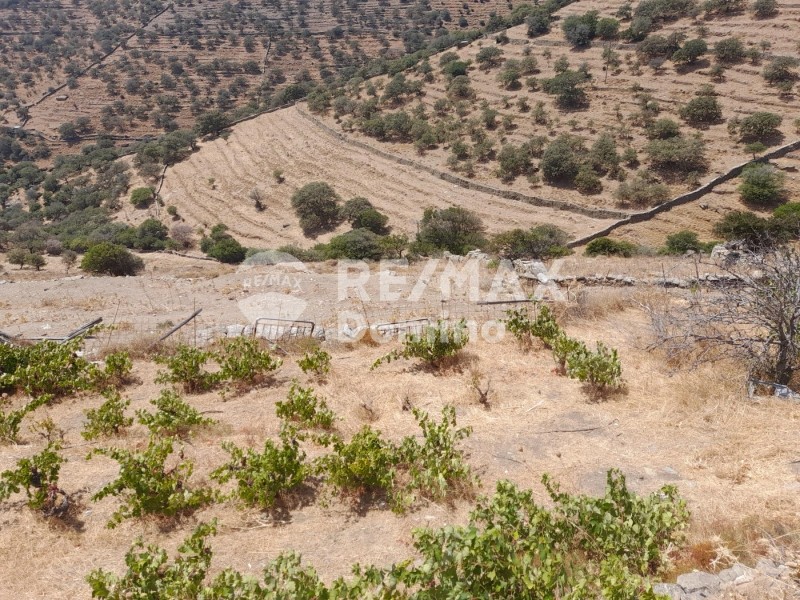 Αγροτεμάχια 6.200 τ.μ. προς πώληση, Άγιος Συμεών Κέας