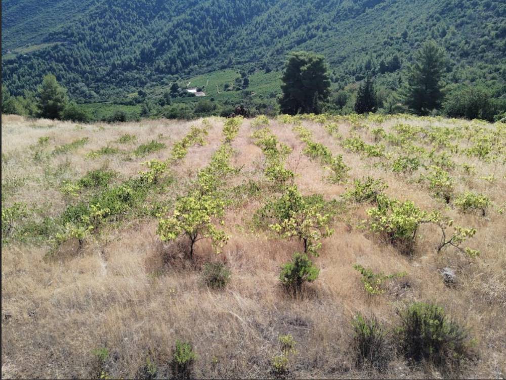 Αγροτεμάχια 7.000 τ.μ. πρός πώληση, Κορινθία, Ξυλόκαστρο
