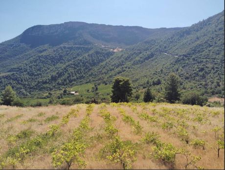 Αγροτεμάχια 7.000τ.μ. για πώληση-Ξυλόκαστρο » Στίλια