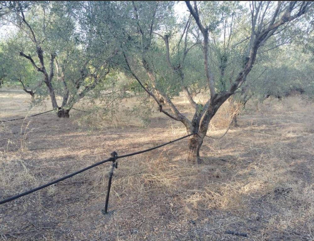 Αγροτεμάχια 620 τ.μ. πρός πώληση, Κορινθία, Σικυώνα