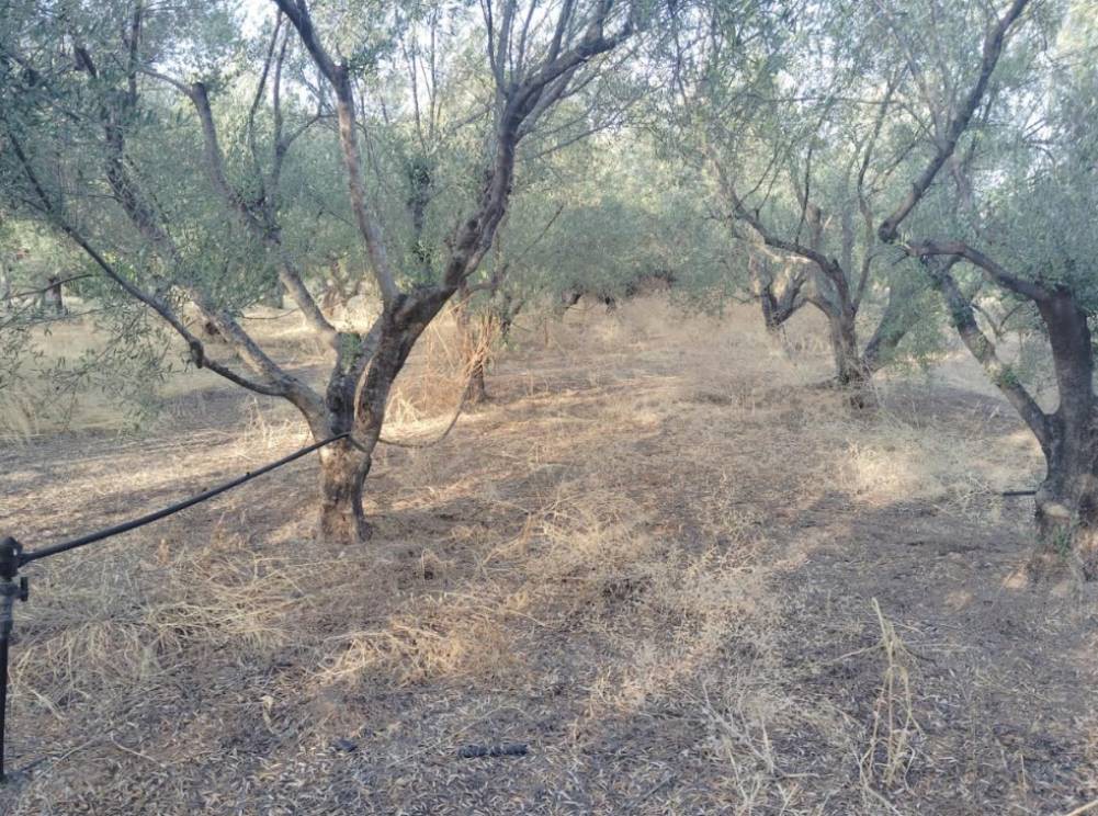 Αγροτεμάχια 620 τ.μ. πρός πώληση, Κορινθία, Σικυώνα