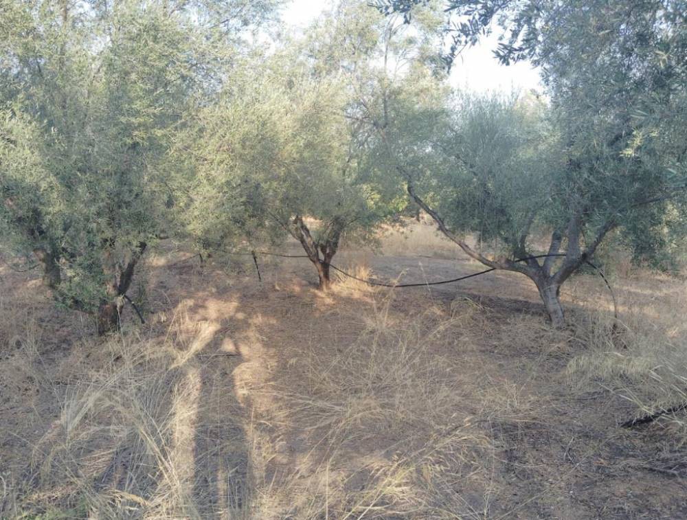 Αγροτεμάχια 620 τ.μ. πρός πώληση, Κορινθία, Σικυώνα