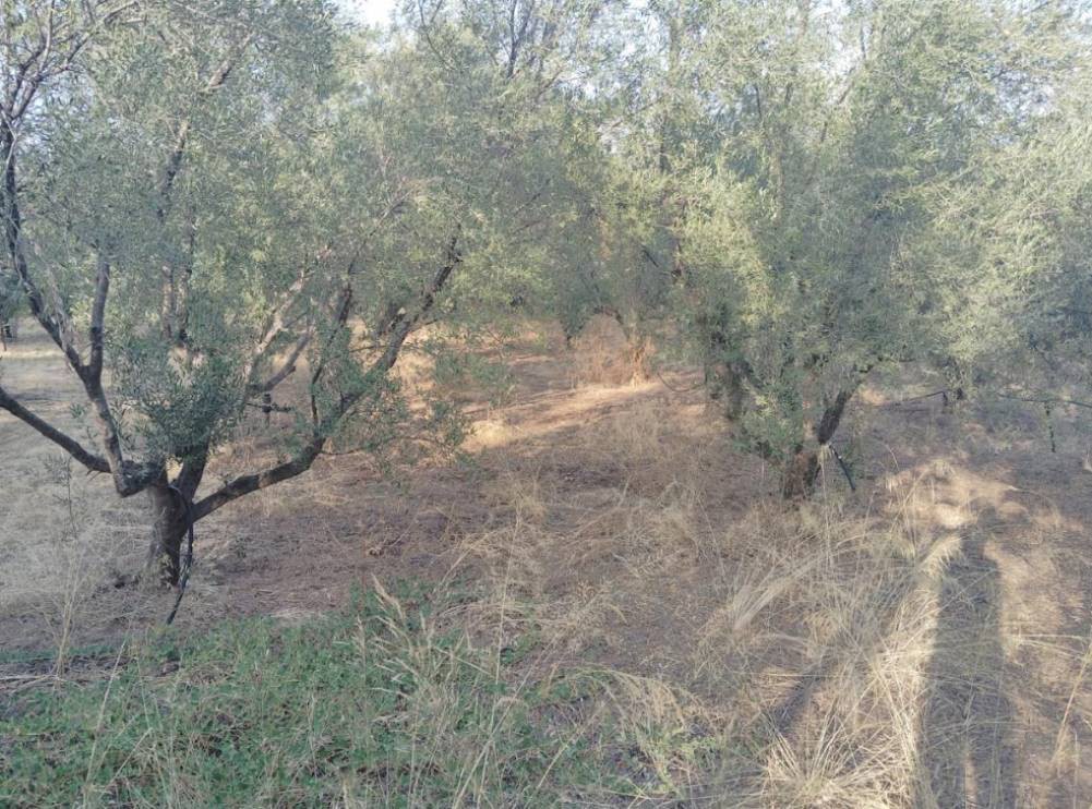 Αγροτεμάχια 620 τ.μ. πρός πώληση, Κορινθία, Σικυώνα