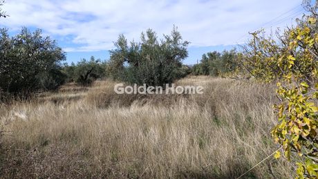 Αγροτεμάχια 2.878 τ.μ. για πώληση