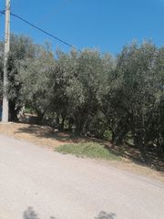 Οικόπεδο 400 τ.μ. για πώληση, Αττική - Υπόλοιπο, Ωρωπός-thumb-1