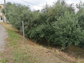 Οικόπεδο 400 τ.μ. για πώληση, Αττική - Υπόλοιπο, Ωρωπός-thumb-2