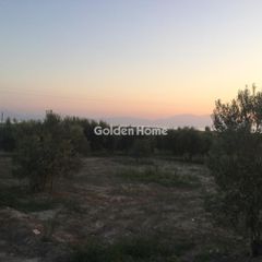 Αγροτεμάχια 10.000 τ.μ. για πώληση