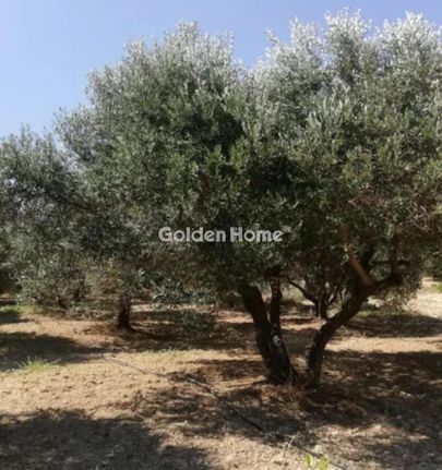 Αγροτεμάχια 8.200 τ.μ. για πώληση, Ν. Λέσβου, Λέσβος - Γέρας