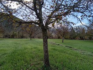 Αγροτεμάχια 11.784 τ.μ. για πώληση, Μεσσηνία, Θουρία-thumb-10