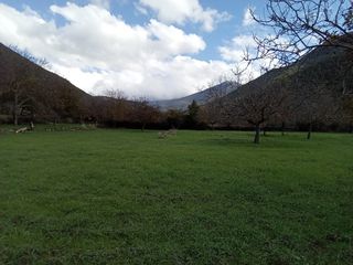 Αγροτεμάχια 11.784 τ.μ. για πώληση, Μεσσηνία, Θουρία-thumb-15