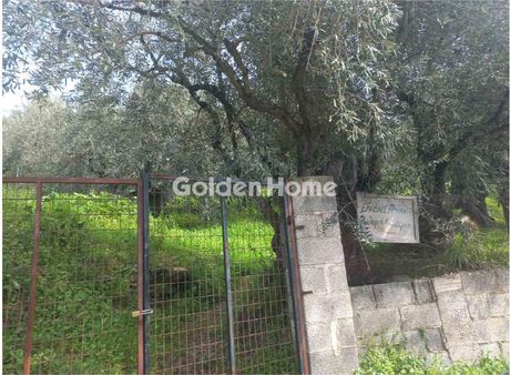 Αγροτεμάχια 6.000 τ.μ. πρός πώληση