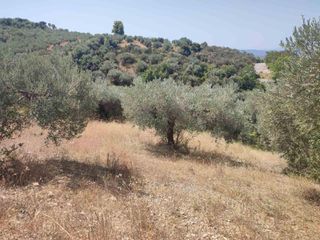 Αγροτεμάχια 3.401 τ.μ. για πώληση, Εύβοια, Αρτεμίσιο-thumb-1