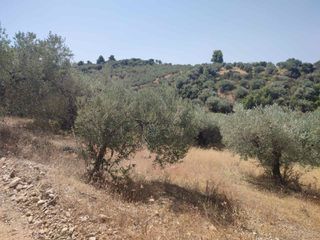 Αγροτεμάχια 3.401 τ.μ. για πώληση, Εύβοια, Αρτεμίσιο-thumb-2