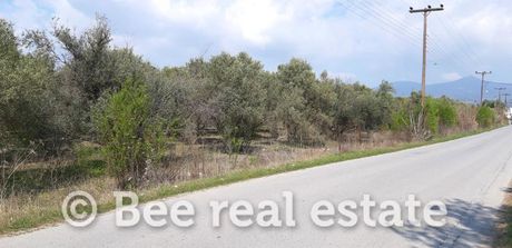 Αγροτεμάχια 24.000 τ.μ. πρός πώληση