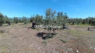 Αγροτεμάχια 11.500 τ.μ. για πώληση