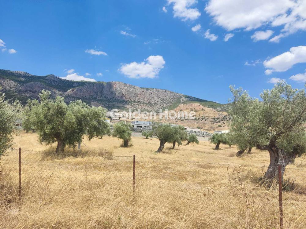 Οικόπεδο 9.000 τ.μ. προς πώληση, Χώρα Άνδρου
