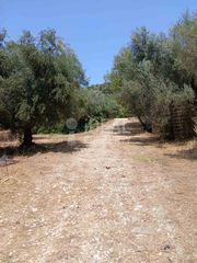 Οικόπεδο 4.505 τ.μ. προς πώληση, Μιντιλόγλι-thumb-2