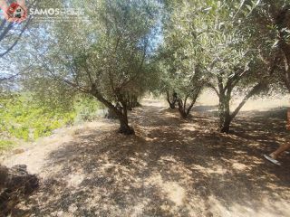 Μονοκατοικία 38,34 τ.μ. για πώληση, Ν. Σάμου, Σάμος-thumb-12