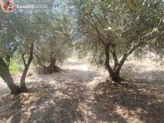 Μονοκατοικία 38,34 τ.μ. για πώληση, Ν. Σάμου, Σάμος-thumb-13