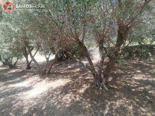 Μονοκατοικία 38,34 τ.μ. για πώληση, Ν. Σάμου, Σάμος-thumb-19