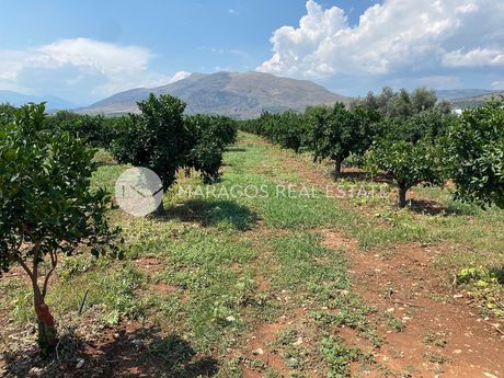 Αγροτεμάχια 10.000τ.μ. για πώληση-Μιδέα » Μάνεσης