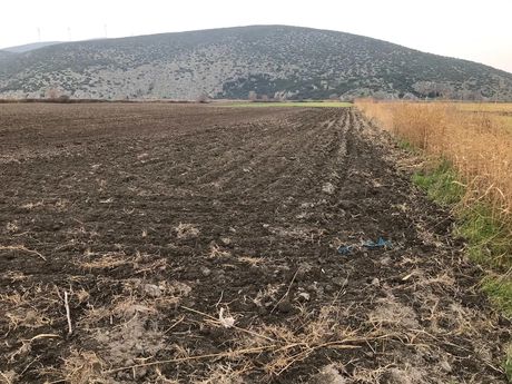 Parcel 6.037sqm for sale-Orchomenos » Center