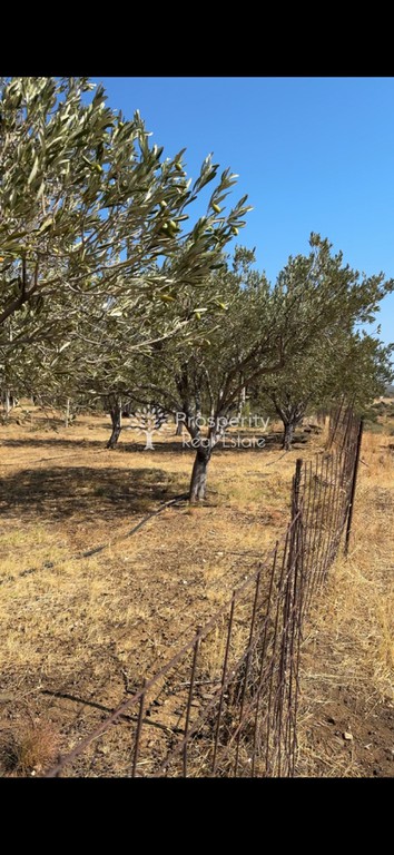 Αγροτεμάχια 10.182 τ.μ. πρός πώληση, Εύβοια, Κάρυστος