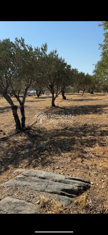Αγροτεμάχια 10.182 τ.μ. πρός πώληση, Εύβοια, Κάρυστος