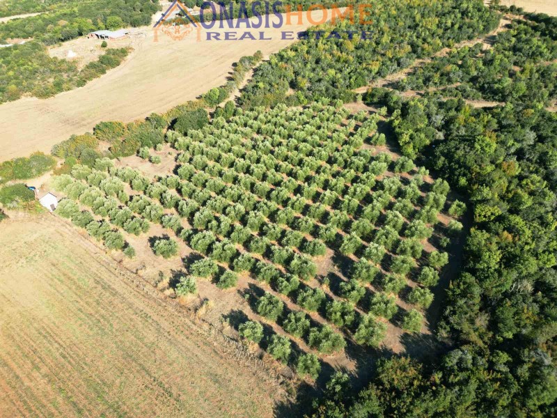 Αγροτεμάχια 11.600 τ.μ. πρός πώληση, Θεσσαλονίκη - Υπόλ. Νομού, Αρέθουσα
