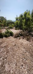 Αγροτεμάχια 3.000 τ.μ. για πώληση, Ν. Καβάλας, Θάσος-thumb-1
