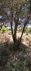 Αγροτεμάχια 3.000 τ.μ. για πώληση, Ν. Καβάλας, Θάσος-thumb-4