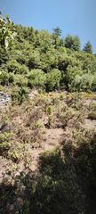 Αγροτεμάχια 3.000 τ.μ. για πώληση, Ν. Καβάλας, Θάσος-thumb-5