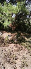 Αγροτεμάχια 3.000 τ.μ. για πώληση, Ν. Καβάλας, Θάσος-thumb-6