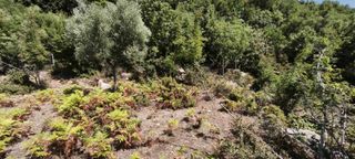 Αγροτεμάχια 3.000 τ.μ. για πώληση, Ν. Καβάλας, Θάσος-thumb-8