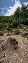 Αγροτεμάχια 3.000 τ.μ. για πώληση, Ν. Καβάλας, Θάσος-thumb-9