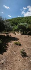 Αγροτεμάχια 3.000 τ.μ. για πώληση, Ν. Καβάλας, Θάσος-thumb-11